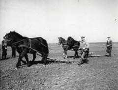 1948, Bauer Sándor, ló, földművelés, borona, mezőgazdaság, Fortepan #128500