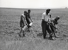 1950, Bauer Sándor, locsolókanna, locsolás, ültetés, Fortepan #128512