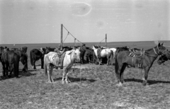 Mongolia, 1969, Bagi Gábor, Bagi Róbert, horse, Fortepan #128593