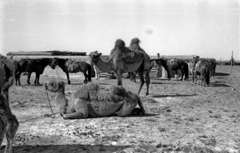 Mongolia, 1969, Bagi Gábor, Bagi Róbert, horse, camel, Fortepan #128594