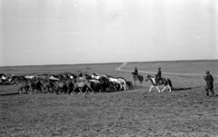 Mongolia, 1969, Bagi Gábor, Bagi Róbert, horse, rider, Fortepan #128598