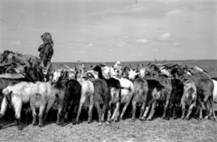 Mongolia, 1969, Bagi Gábor, Bagi Róbert, horse, goat, Fortepan #128608