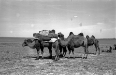 Mongolia, 1969, Bagi Gábor, Bagi Róbert, camel, moving, Fortepan #128609