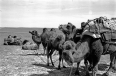 Mongolia, 1969, Bagi Gábor, Bagi Róbert, camel, moving, Fortepan #128610