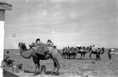 Mongolia, 1969, Bagi Gábor, Bagi Róbert, camel, can, moving, Fortepan #128612