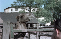 Magyarország, Városliget,Állatkert, Budapest XIV., Afrika-kifutó., 1958, Horváth Miklós dr, Budapest, színes, teve, Fortepan #129493