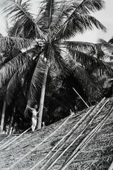 1930, Ladinek Viktor, palm tree, Fortepan #129892