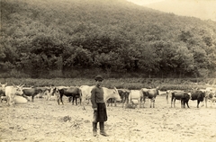 1921, Nagy Károly, herdsboy, Fortepan #130133