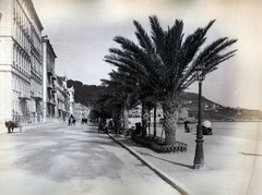 Franciaország, Nizza, Promenade des Anglais., 1900, Szalai Teréz, utcakép, szamár, pálmafa, lámpaoszlop, kordé, tengerpart, Fortepan #130416