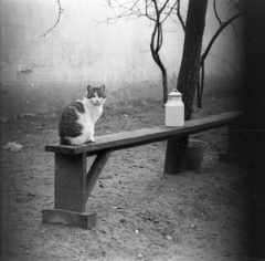 Hungary, 1973, Vizsnyiczai Erzsébet, cat, bench, bucket, milk can, Fortepan #130569