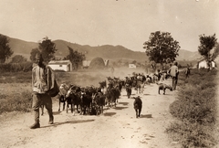 1917, Palotai Klára, First World War, goat, shepherd, Fortepan #131844