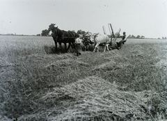 Magyarország, állati erővel vontatott Hofherr-Schrantz-Clayton-Shuttleworth aratógép. Leltári jelzet: 29824, 1914, Magyar Műszaki és Közlekedési Múzeum / Archívum / Negatívtár / Pölös István gyűjteménye, Czakó Ferenc, rendsodró, mezőgazdasági gép, Fortepan #132929