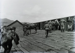 Leltári jelzet: 29842, 1915, Magyar Műszaki és Közlekedési Múzeum / Archívum / Negatívtár / Pölös István gyűjteménye, Czakó Ferenc, First World War, horse, plank, Fortepan #132945