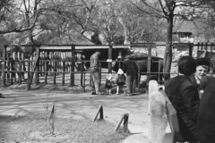 Hungary, Zoo, Budapest XIV., 1959, Chuckyeager tumblr, zoo, Budapest, Fortepan #133886