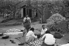 Democratic People's Republic of Korea, 1957, Chuckyeager tumblr, women, basket, sorting, produce, corn, Fortepan #134095