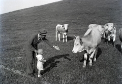 , 1940, Fortepan/Album018, szarvasmarha, kézenfogva, Fortepan #134611