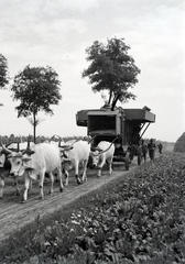 1940, Fortepan/Album018, cséplőgép, ökörfogat, Fortepan #134681