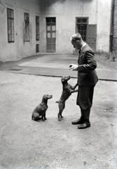 1941, Fortepan/Album018, kutya, mutatvány, vizsla, állatidomár, Fortepan #134704