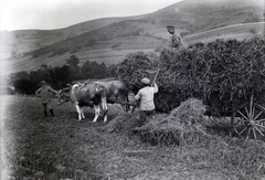 Slovakia, Vrbovce, a felvétel a község határában készült., 1920, Lőrinczi Ákos, chariot, cattle, hay, work, peasant, agriculture, field, rake, hackery, Fortepan #135051