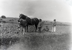 Slovakia, Vrbovce, a felvétel a község határában készült., 1920, Lőrinczi Ákos, horse, foal, harrow, Fortepan #135052