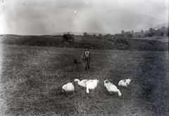 Slovakia, Vrbovce, a felvétel a község határában készült., 1920, Lőrinczi Ákos, poverty, shepherd, goose, herdsboy, Fortepan #135054