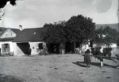 Slovakia, Vrbovce, a község főtere., 1920, Lőrinczi Ákos, cattle, Fortepan #135057