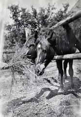 Slovakia, Vrbovce, a község főtere, a felvétel marhavásár alkalmával készült., 1920, Lőrinczi Ákos, horse, feeding, Fortepan #135064