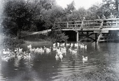 Szlovákia, Verbóc, a Teplica folyó hídja., 1920, Lőrinczi Ákos, fahíd, baromfi, szekér, liba, Fortepan #135066