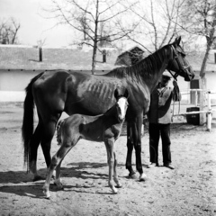 1937, Kölcsey Ferenc Dunakeszi Városi Könyvtár / Petanovits fényképek, ló, csikó, Fortepan #135357