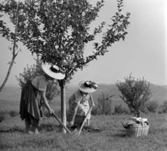 Romania,Transylvania, Jeica, kollektív gazdaság., 1962, Sütő András örökösei, Új Élet szerkesztőség, hat, basket, agriculture, Fortepan #135782