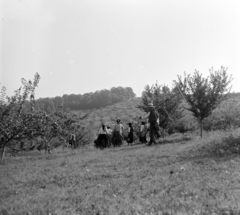 Romania,Transylvania, Jeica, kollektív gazdaság., 1962, Sütő András örökösei, Új Élet szerkesztőség, Fortepan #135784