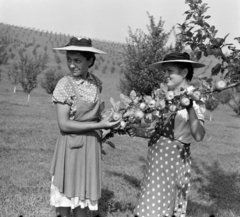 Romania,Transylvania, Jeica, kollektív gazdaság., 1962, Sütő András örökösei, Új Élet szerkesztőség, dotted dress, apron, straw hat, fruit, fruit picking, Fortepan #135787