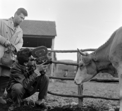 Romania,Transylvania, Atid, dokumentumfilm készül a November 7. kollektív gazdaságról. Az operatőr Olasz Tibor, mögötte a rendező Nuszbaum Erich., 1962, Sütő András örökösei, Új Élet szerkesztőség, movie camera, bull, Fortepan #135845