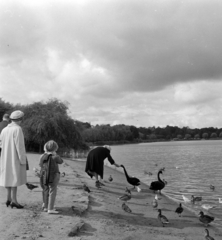 Finland, Helsinki, a felvétel a VIII. VIT (Világifjúsági Találkozó) idején készült., 1962, Szalay Zoltán, swan, old person, bird feeding, Fortepan #137405