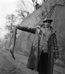 Magyarország, Tata, Öreg-tó a várfal előtt, a lehalászás eredménye., 1964, Szalay Zoltán, halászat, büszkeség, esőkabát, hal, halászháló, harcsa, zsákmány, Fortepan #137503