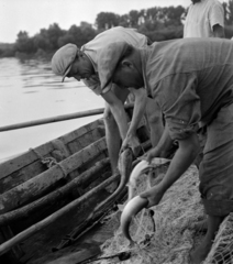 Hungary, Paks, halászok a Dunán., 1959, Szalay Zoltán, fishing, fishing net, Fortepan #137544