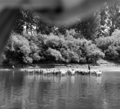 Magyarország, marhagulya a Tisza-partjánál. A felvétel a Tiszán Tuzsér és Szeged között, az ERDÉRT vállalat telepétől a fafeldolgozó üzemekhez leúsztatott farönköket vontató Gabi nevű hajóról készült., 1967, Szalay Zoltán, Fortepan #137990