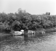 Magyarország, faúsztatás a Tiszán Tuzsérról Szegedre, az ERDÉRT vállalat telepétől a fafeldolgozó üzemekhez., 1967, Szalay Zoltán, Fortepan #138011