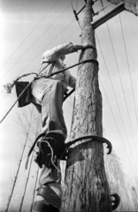 Magyarország, a Dél-magyarországi Áramszolgáltató (DÉMÁSZ) hálózatszerelő munkása., 1975, Szalay Zoltán, Elektromos Művek, mászóvas, póznamászás, Fortepan #139072