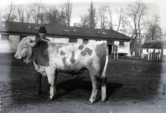 1937, Szekrényesy Réka, szarvasmarha, Fortepan #139482