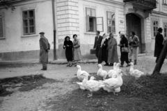 Magyarország, Fertőrákos, Fő utca 139., Községháza (később Polgármesteri Hivatal)., 1961, Németh Tamás, baromfi, Fortepan #140388