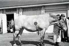 Hungary, Budapest X., Albertirsai út, Mezőgazdasági Kiállítás., 1943, Miklós Lajos, horse, Budapest, Fortepan #140784