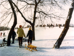 Magyarország, Budapest III., Óbudai-sziget, Május 9. park., 1981, Hlatky Katalin-Főkert, tél, hó, szánkó, Budapest, Fortepan #141223