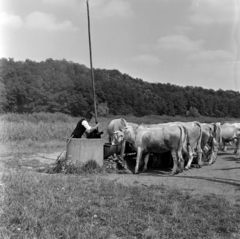 1974, Bencze László, szarvasmarha, gémeskút, itatás, Fortepan #141552