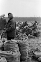 Magyarország, Nyáregyháza, Béke TSz., a télre prizmába rakott burgonya válogatása és zsákolása tavasszal., 1969, Péterffy István, mezőgazdaság, zsák, fejkendő, vermelés, Fortepan #141701