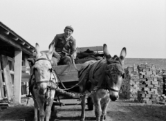 Magyarország, Monor, csacsifogat a TÜZÉP-telepen., 1969, Péterffy István, Fortepan #141720