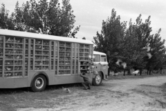 Magyarország, Monor, galambok röptetése a Brnóból érkezett Skoda típusú teherautóról, az Ország úti Hűsi csárda közelében., 1969, Péterffy István, galamb, Fortepan #141781