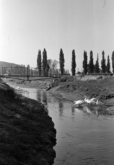 Magyarország, Sülysáp, Tápiósüly (ekkor önálló, ma a város része), a híd az Alsó-Tápió folyó felet a Kisköznél., 1968, Péterffy István, Fortepan #142037