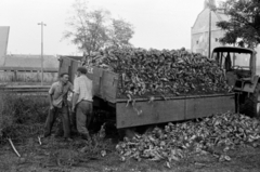 Magyarország, Monor, cukorrépa lerakodása a vasútállomáson, háttérben a malom épülete., 1967, Péterffy István, traktor, utánfutó, cukorrépa, cukorgyártás, Fortepan #142084