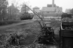 Magyarország, Monor, cukorrépa berakodása a vasútállomáson, háttérben a Vetőmagtermeltető és Ellátó Vállalat magtisztító üzeme (Maggyár)., 1967, Péterffy István, felirat, cukorrépa, cukorgyártás, Fortepan #142087